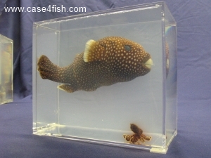 Foto Galerie/Tetraodontiformes/Arothron meleagris/Arothron meleagris_03_S.jpg